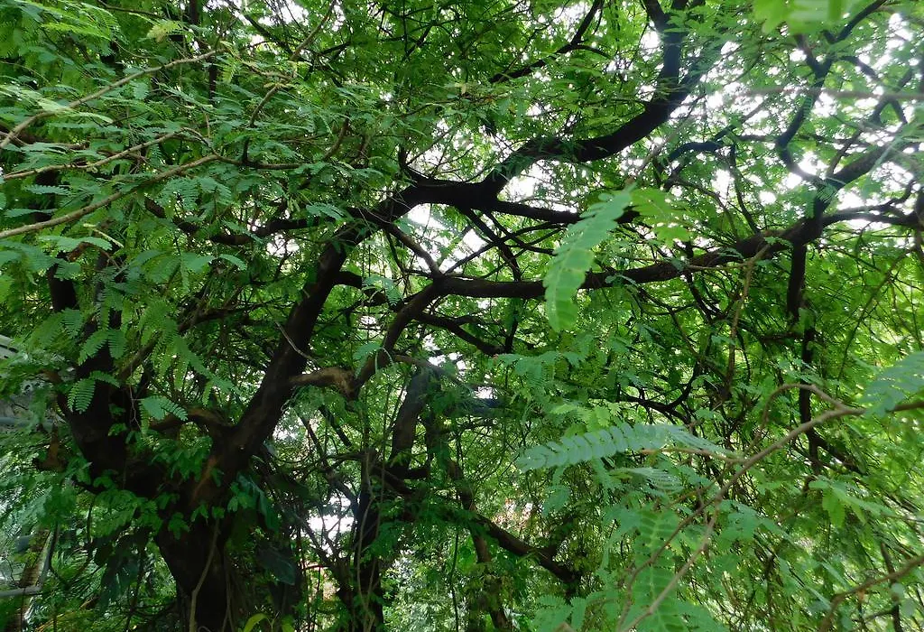 Green Woods Bethlehem-1