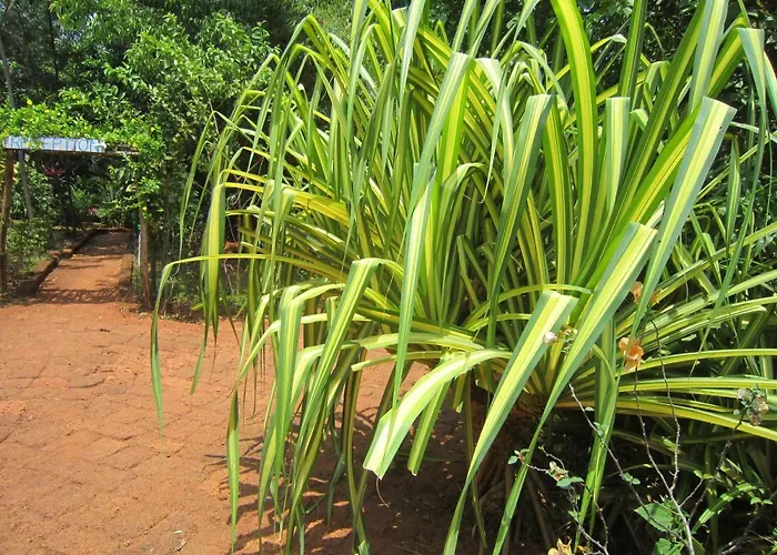 Namaste Yoga Farm