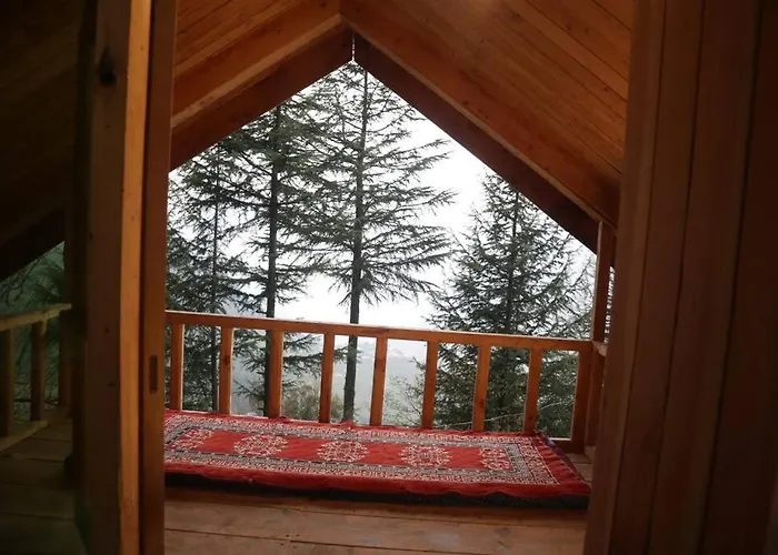 Himalayan Cedar Nest