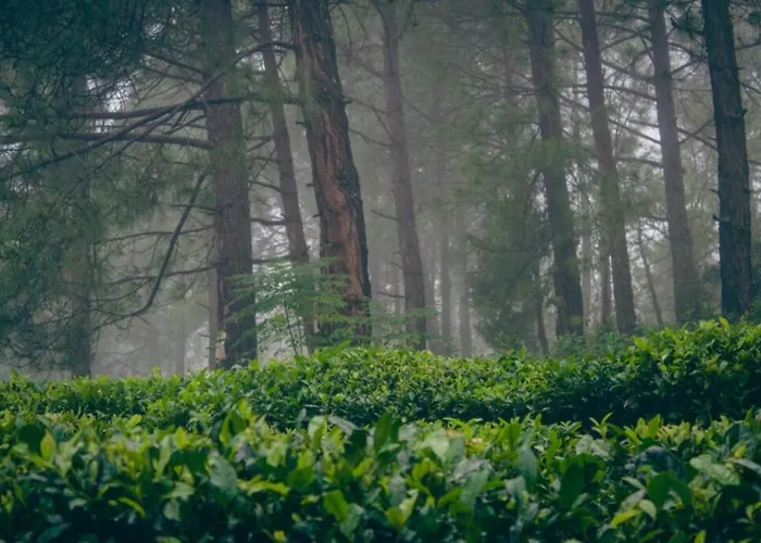 Himalaya Mount View Resort Kausani
