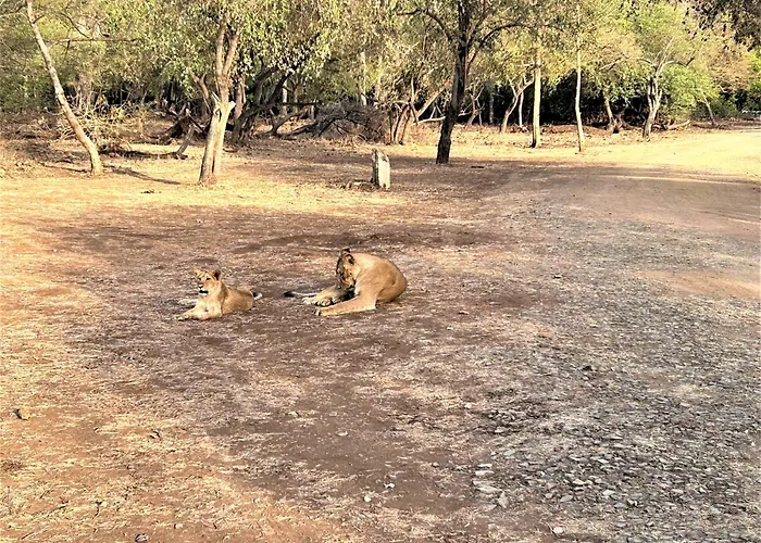 Gir Birding Lodge