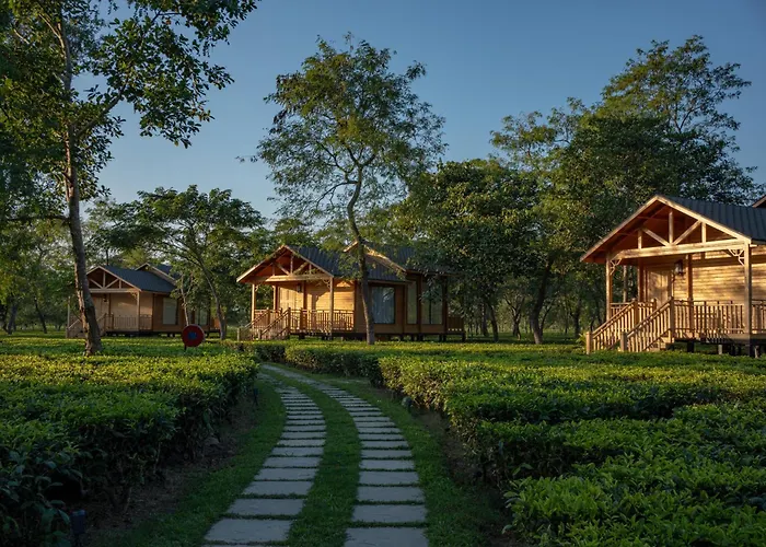The Postcard In The Durrung Tea Estate, Assam