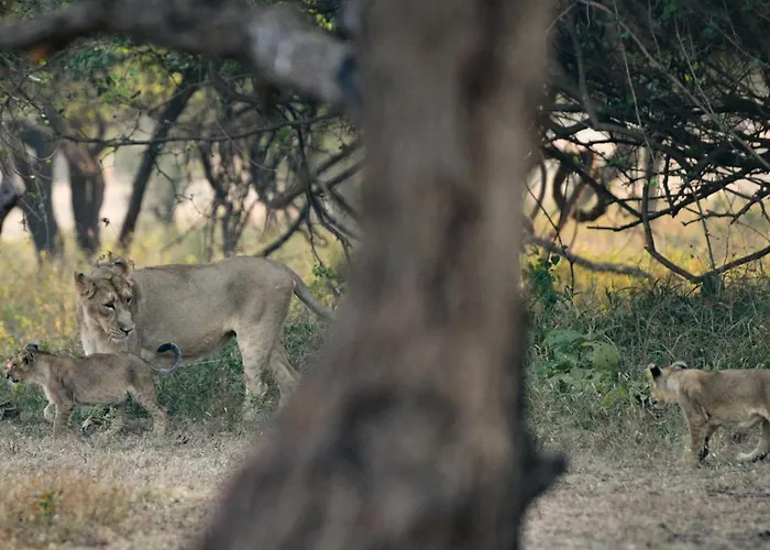 The Postcard Gir Wildlife Sanctuary