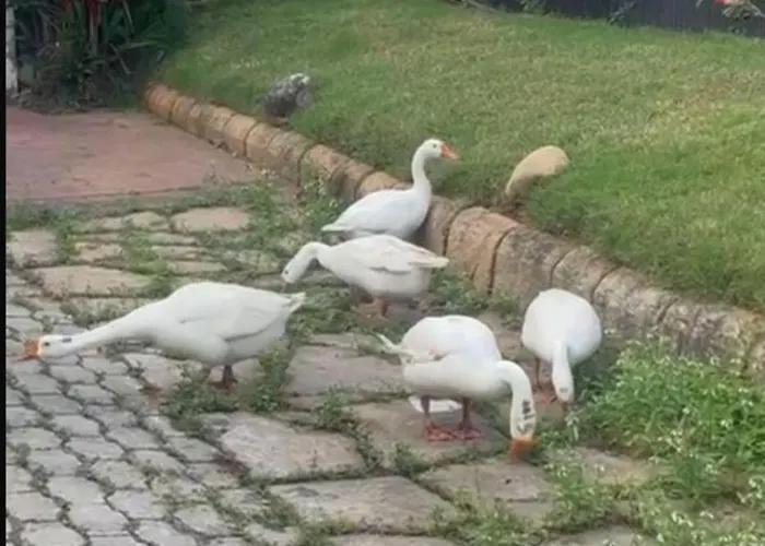 Bindas