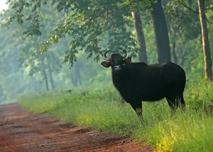 Red Earth Tadoba
