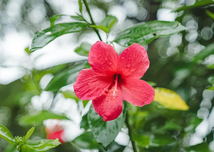 Fazlani Nature'S Nest- Your Pathway To Wellness Retreat