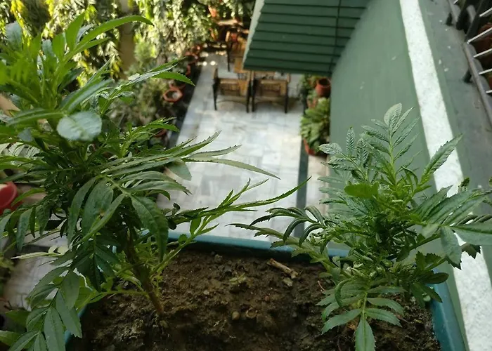 The Trekkers Hostel - Dehradun
